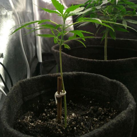Prenseeds Verde growlog timeline photo