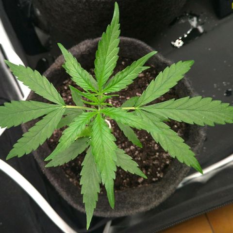 Prenseeds Verde growlog timeline photo