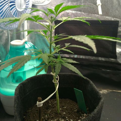 Prenseeds Verde growlog timeline photo