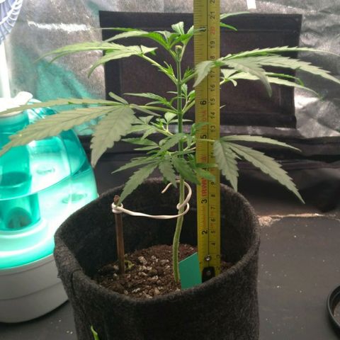 Prenseeds Verde growlog timeline photo