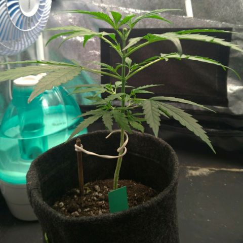 Prenseeds Verde growlog timeline photo