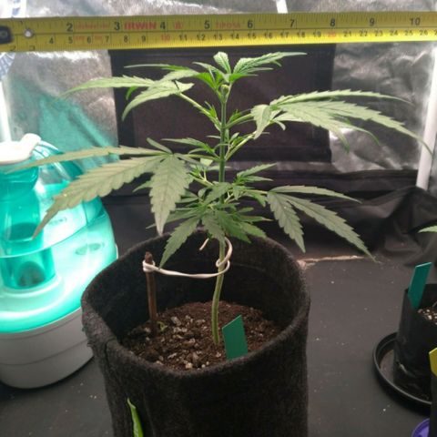 Prenseeds Verde growlog timeline photo