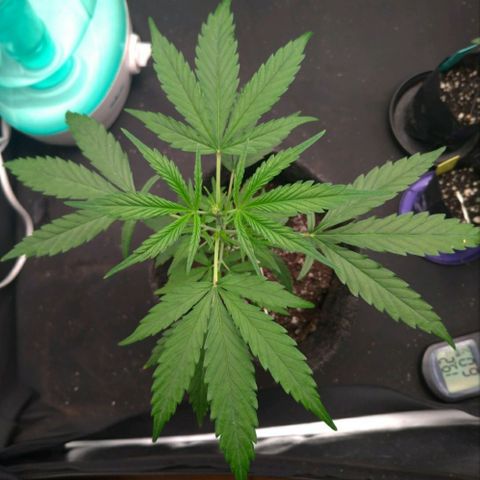 Prenseeds Verde growlog timeline photo