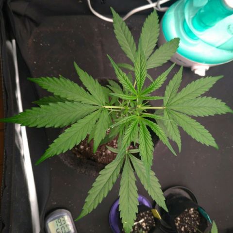 Prenseeds Verde growlog timeline photo