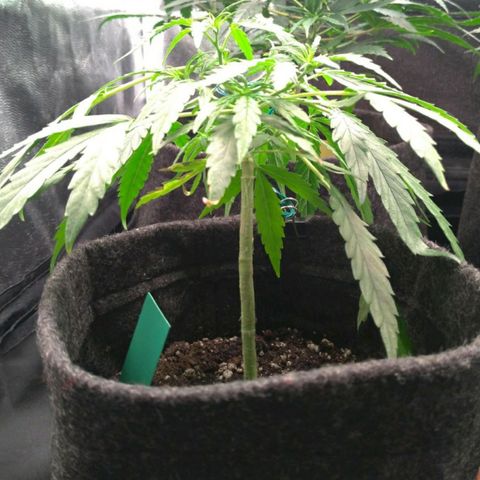Prenseeds Verde growlog timeline photo