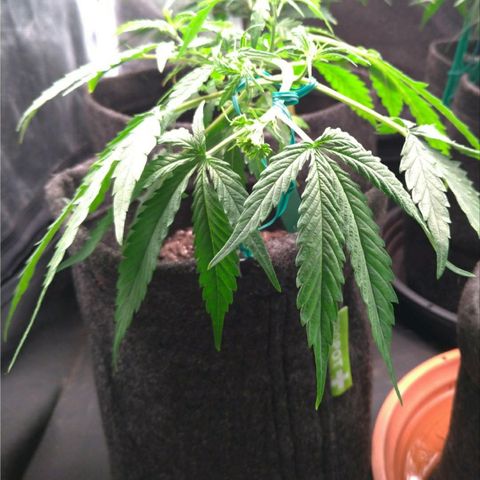 Prenseeds Verde growlog timeline photo