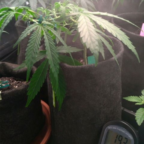 Prenseeds Verde growlog timeline photo