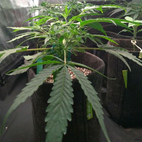 Prenseeds Verde growlog timeline photo