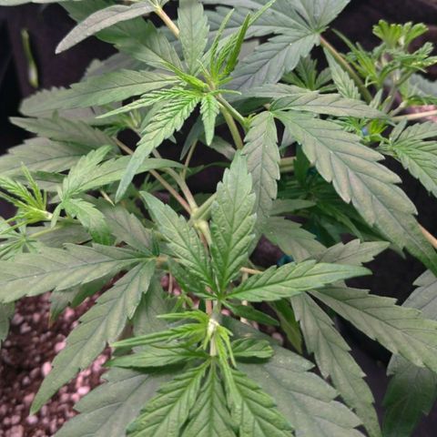 Prenseeds Verde growlog timeline photo