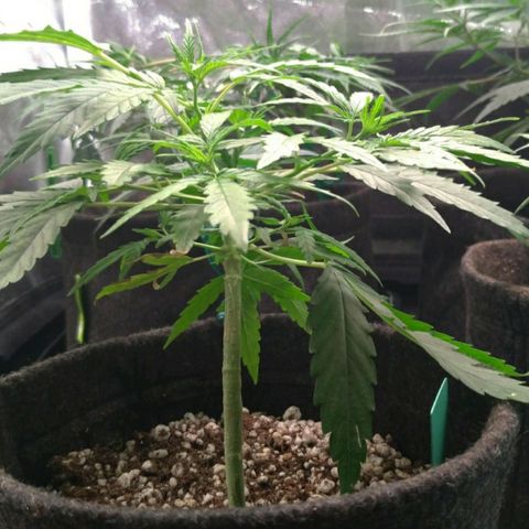Prenseeds Verde growlog timeline photo