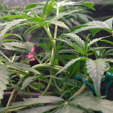 Prenseeds Verde growlog timeline photo