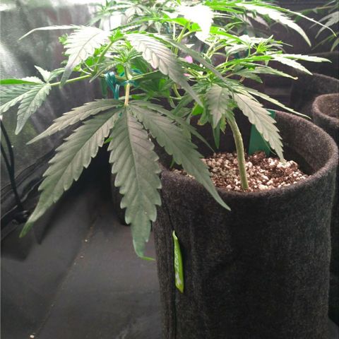 Prenseeds Verde growlog timeline photo
