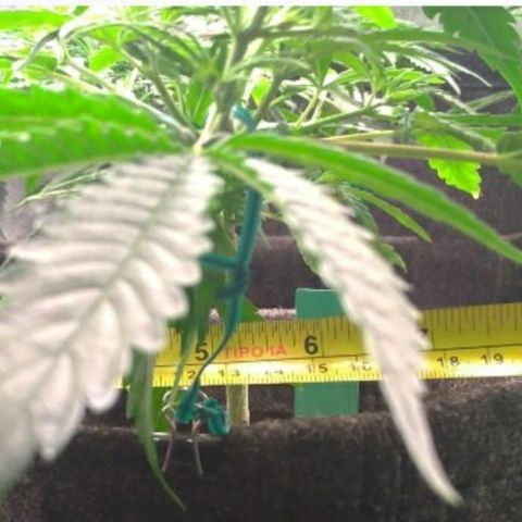 Prenseeds Verde growlog timeline photo