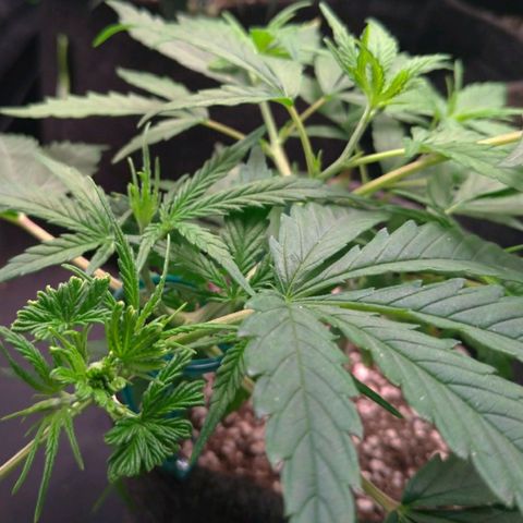 Prenseeds Verde growlog timeline photo
