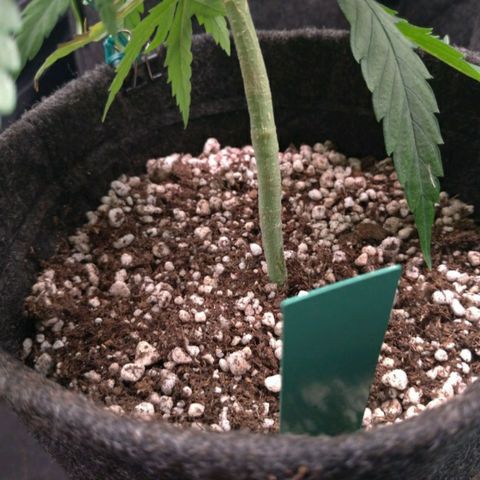 Prenseeds Verde growlog timeline photo