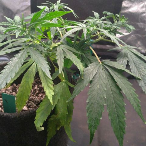 Prenseeds Verde growlog timeline photo