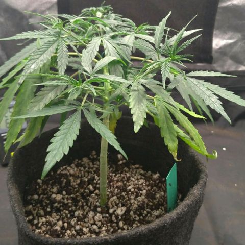 Prenseeds Verde growlog timeline photo