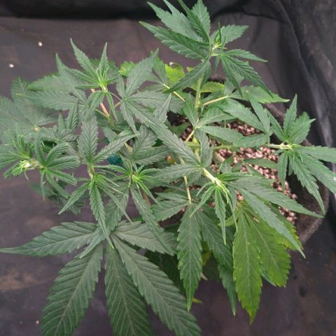 Prenseeds Verde growlog timeline photo