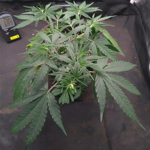 Prenseeds Verde growlog timeline photo