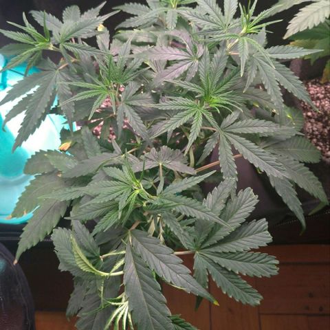 Prenseeds Verde growlog timeline photo