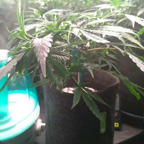 Prenseeds Verde growlog timeline photo