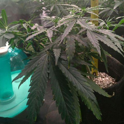 Prenseeds Verde growlog timeline photo