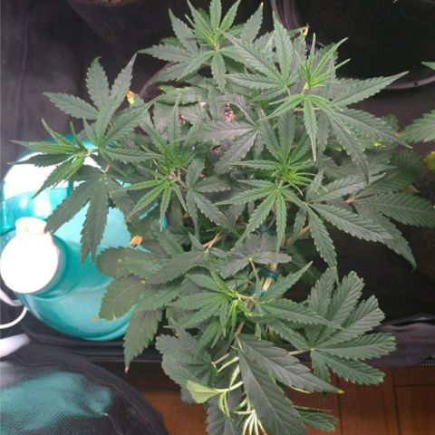 Prenseeds Verde growlog timeline photo