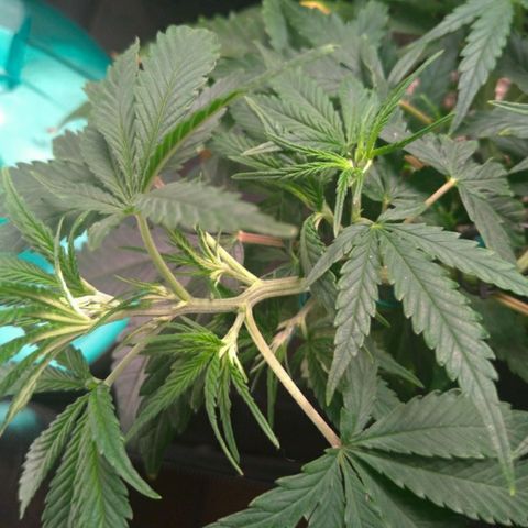Prenseeds Verde growlog timeline photo