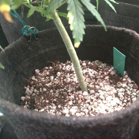 Prenseeds Verde growlog timeline photo