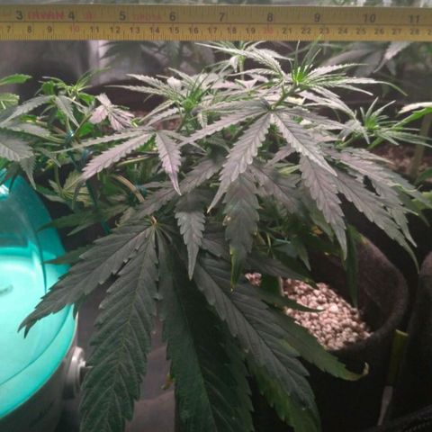 Prenseeds Verde growlog timeline photo