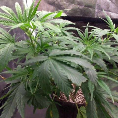 Prenseeds Verde growlog timeline photo