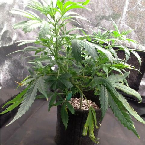 Prenseeds Verde growlog timeline photo