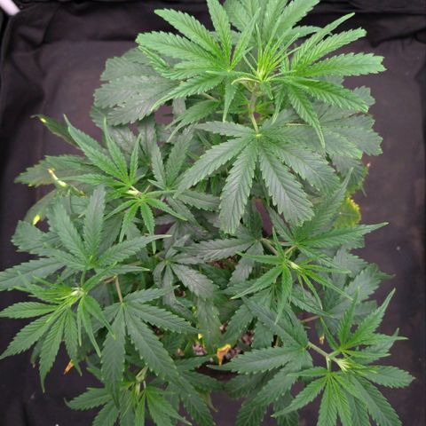 Prenseeds Verde growlog timeline photo