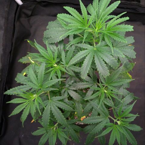 Prenseeds Verde growlog timeline photo