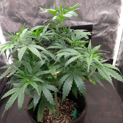 Prenseeds Verde growlog timeline photo