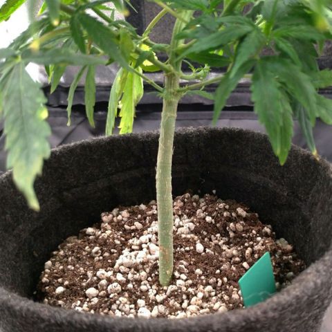Prenseeds Verde growlog timeline photo