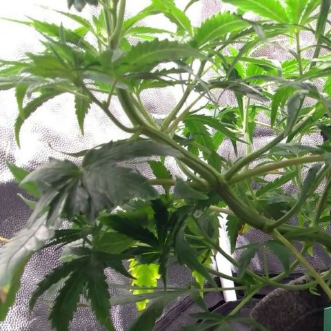 Prenseeds Verde growlog timeline photo