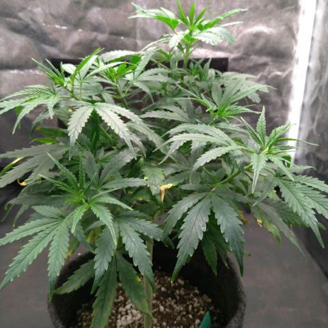 Prenseeds Verde growlog timeline photo