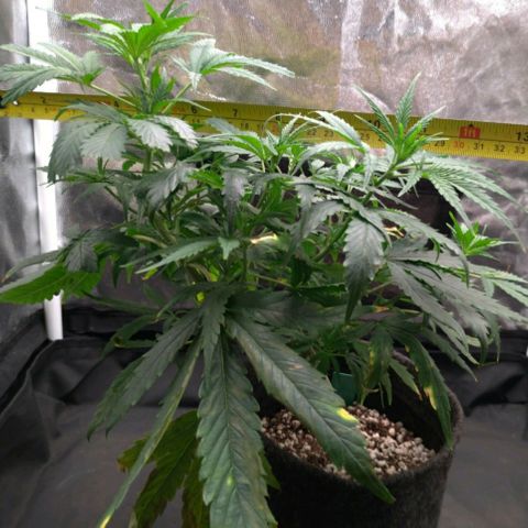 Prenseeds Verde growlog timeline photo