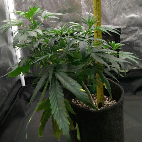Prenseeds Verde growlog timeline photo