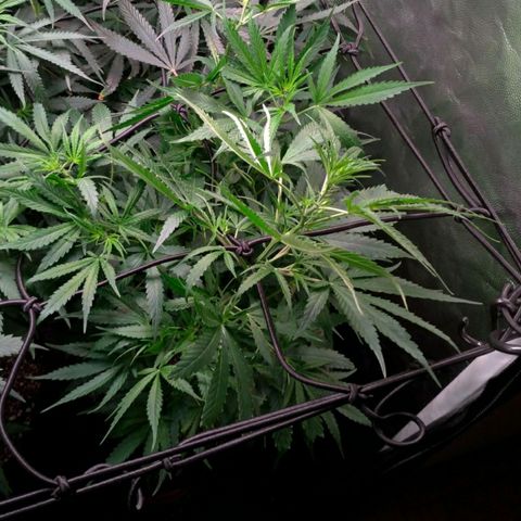 Prenseeds Verde growlog timeline photo