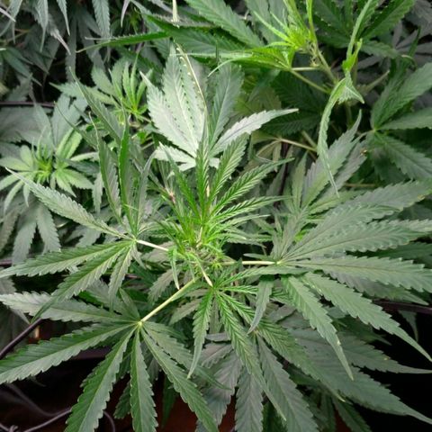 Prenseeds Verde growlog timeline photo