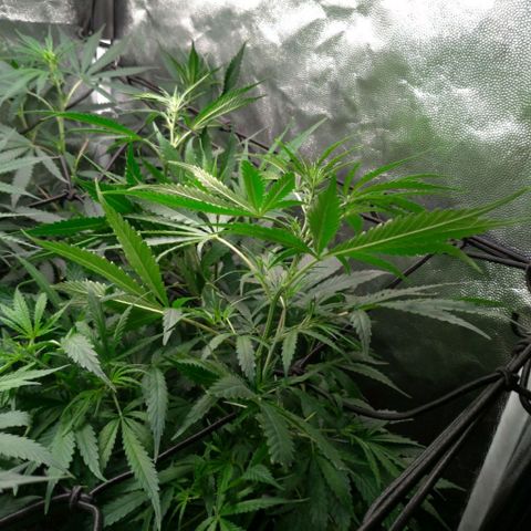 Prenseeds Verde growlog timeline photo