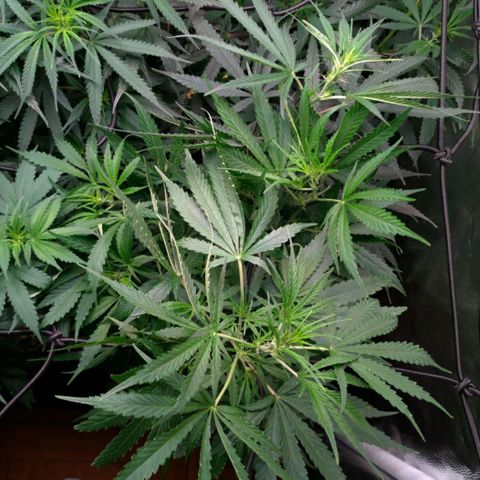 Prenseeds Verde growlog timeline photo