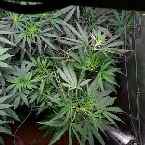 Prenseeds Verde growlog timeline photo