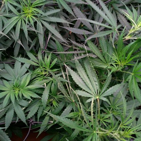 Prenseeds Verde growlog timeline photo