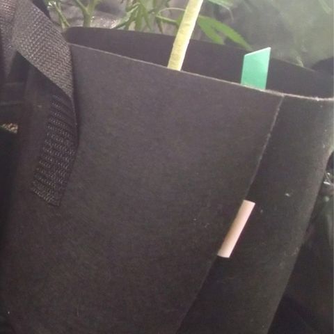 Prenseeds Verde growlog timeline photo