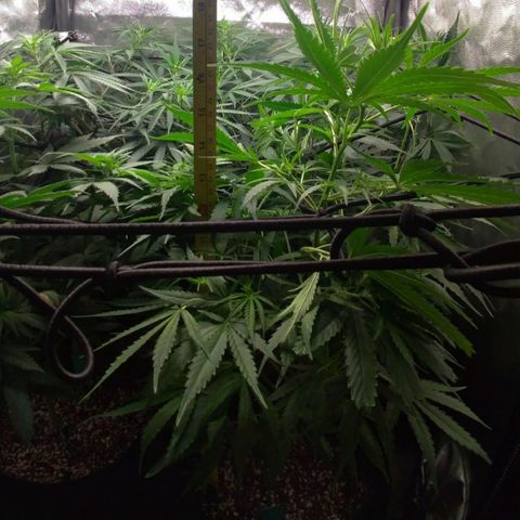 Prenseeds Verde growlog timeline photo