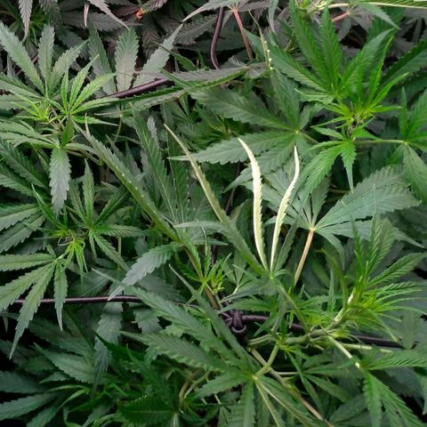 Prenseeds Verde growlog timeline photo