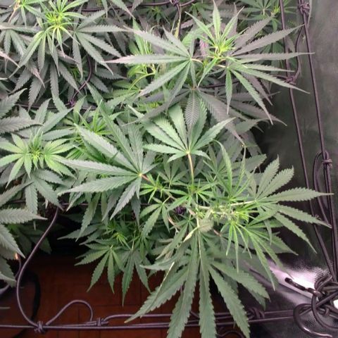 Prenseeds Verde growlog timeline photo